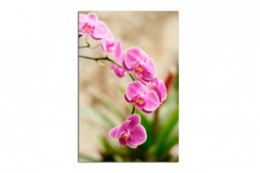 Картина Тёмно розовая орхидея